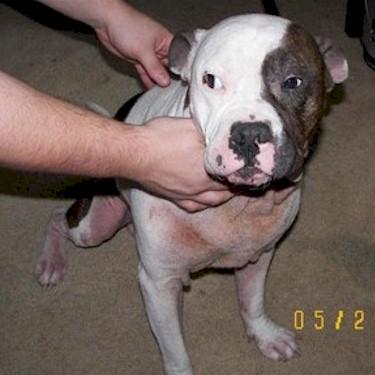 Clarks Ares Augustus Awesomous Pit Bull.jpg